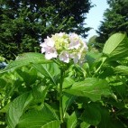 紫陽花
